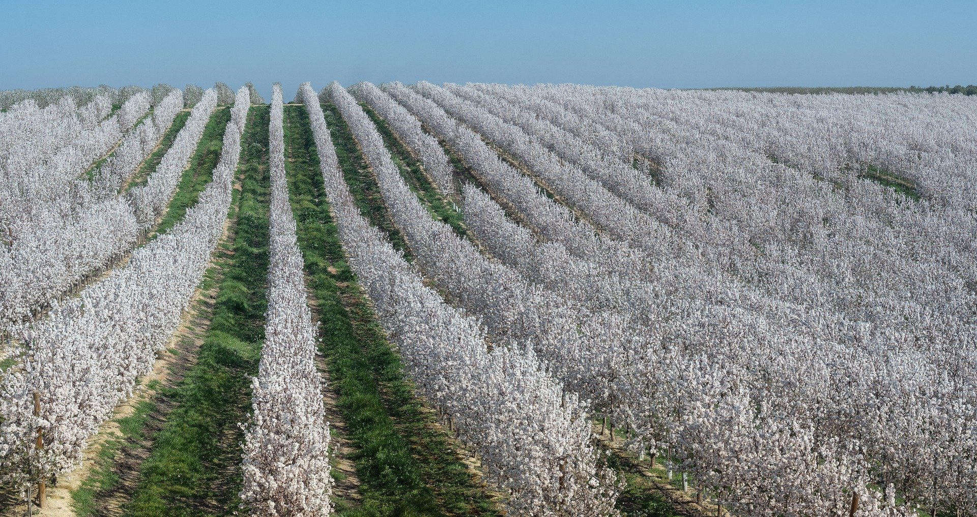 Explotación de Almendros